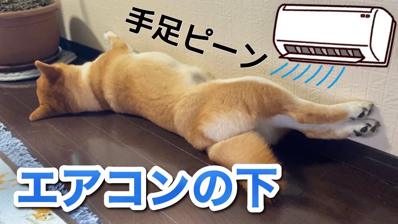 犬 エアコン いつから