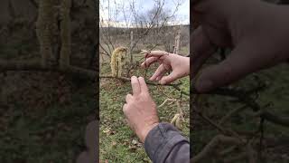 Findik Ta Budama Ve Besleme Farkı 01 02 2021