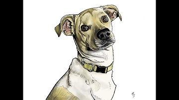 Dog Portrait Procreate Time-lapse