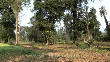 Woodland and grassland habitat of the endangered Hispid Hare