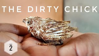 The Dirty Chick - Rescue Story Of A Pet Brid Part 2