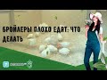 Бройлеры плохо едят: что делать