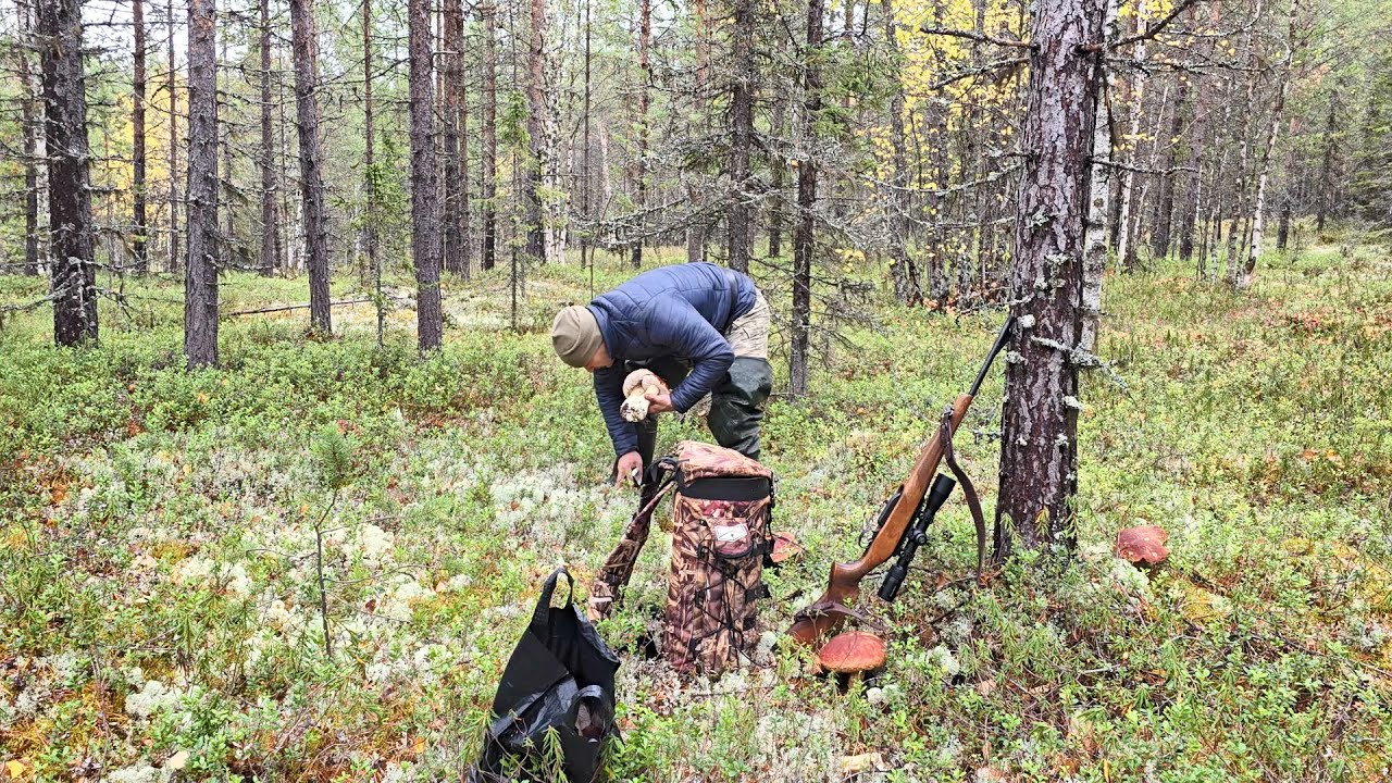 ПОСЛЕДНИЙ ВЫХОД ГРИБА, СОБИРАЮ ВЕДРАМИ. БЕЛЫЕ БОРОВИКИ НА БОРАХ СЕВЕРА. РЕСПУБЛИКА КОМИ.