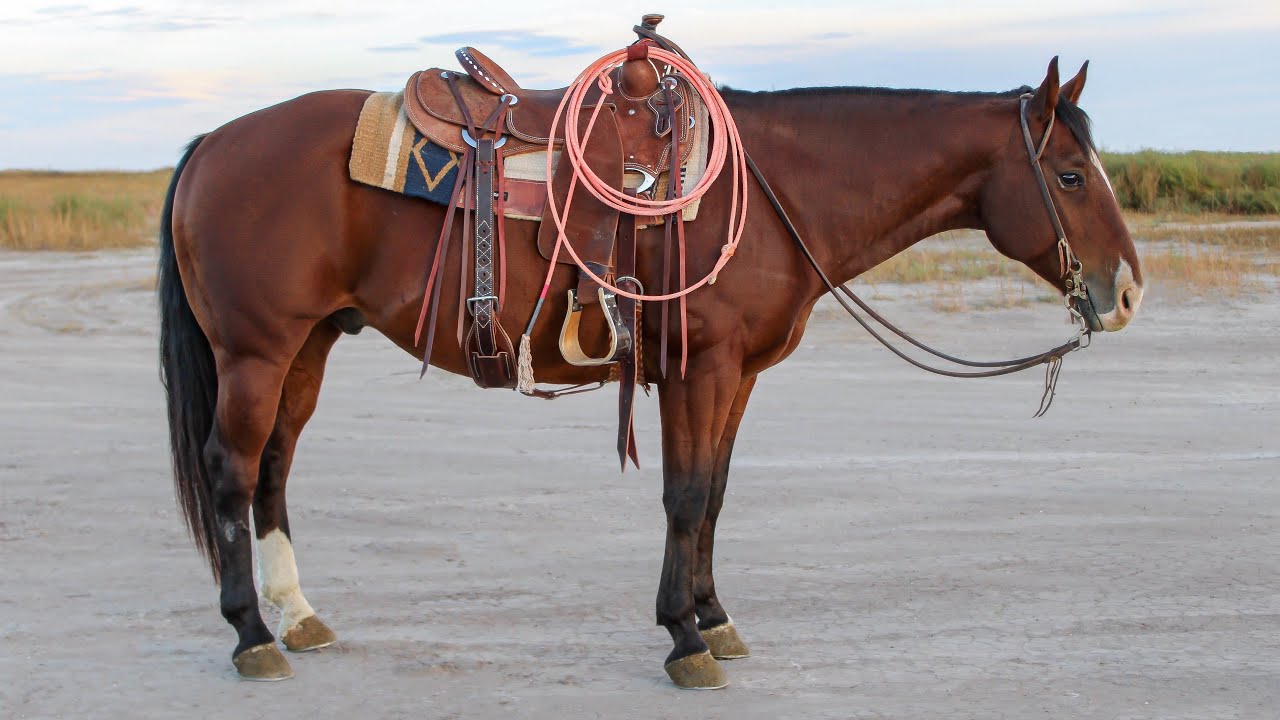 Rick Ross 2016 bay gelding Clovis Horse Sale Lot 43 YouTube