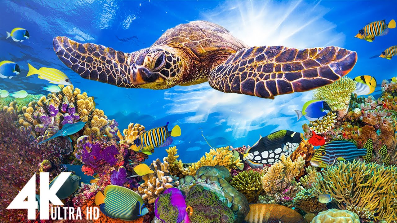 Relax with Marine Life: 4K Ultra HD Coral Reef Fish Video - Relaxing ...