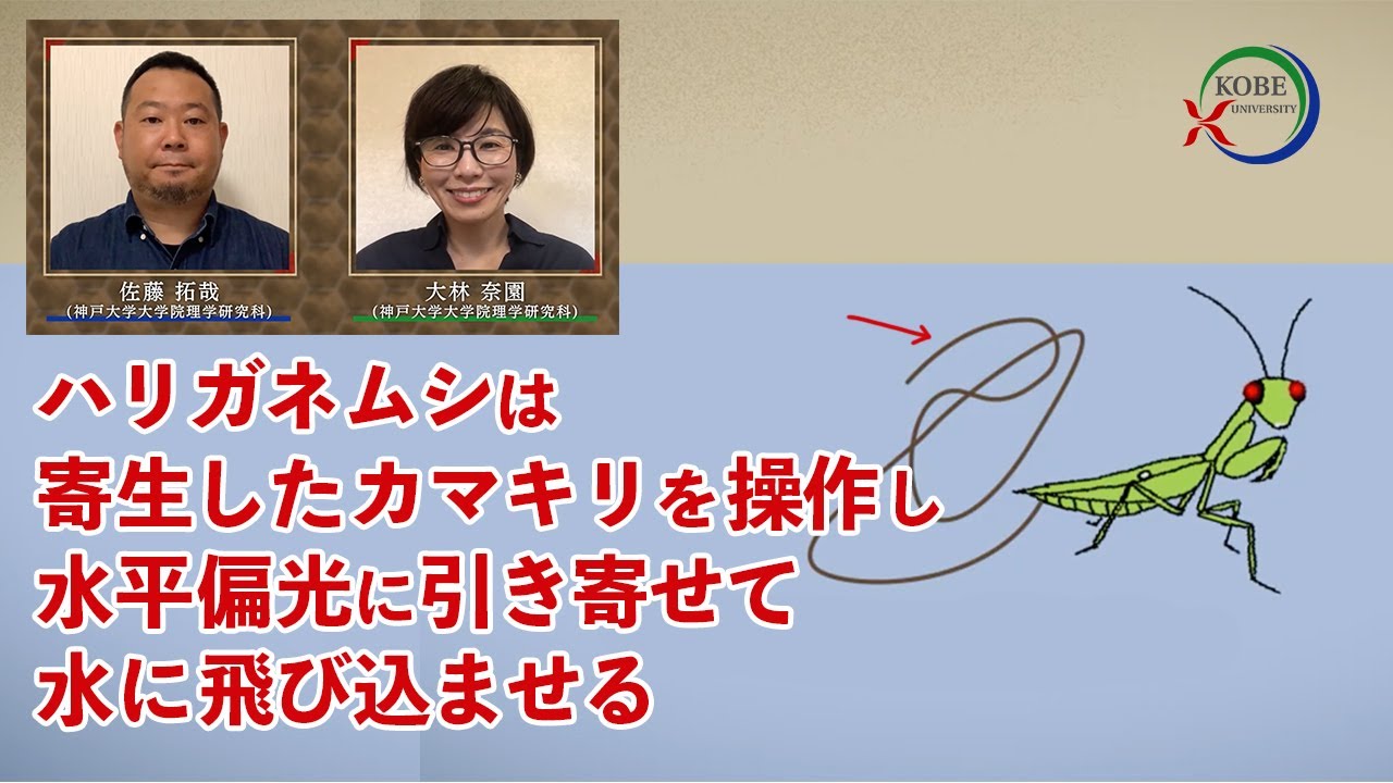 ハリガネムシは寄生したカマキリを操作し水平偏光に引き寄せて水に飛び込ませる Research At Kobe