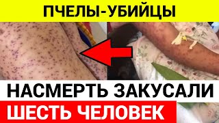 Пчелы-убийцы НАСМЕРТЬ закусали ШЕСТЬ ЧЕЛОВЕК