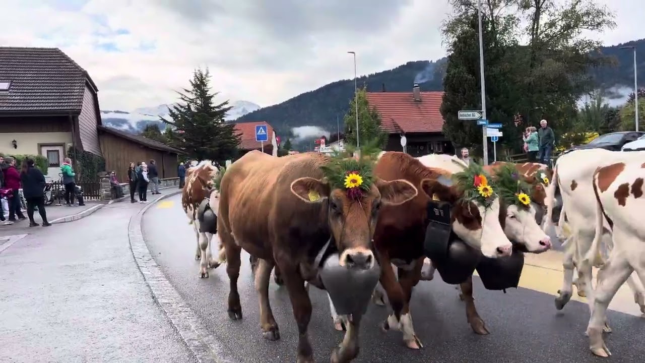 Désalpe Plaffeien troupeaux 2 / 20