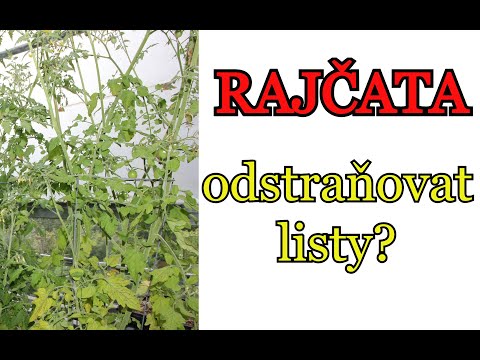 Video: Kdy jsou v sezóně rajčata?