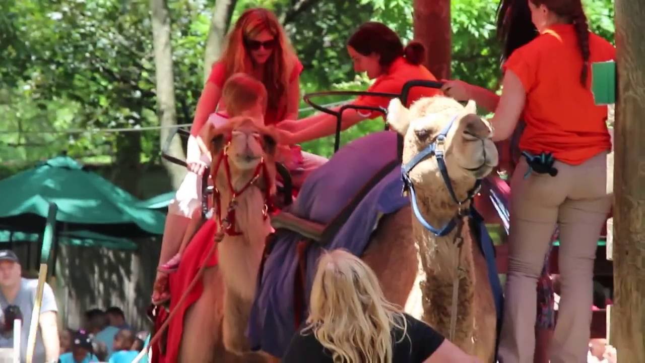 Candy Camel - YouTube