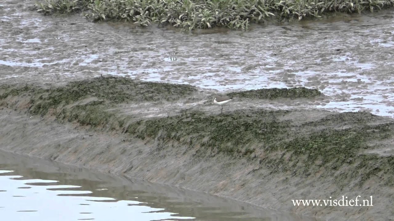 Oeverloper op Natuureiland Sophiapolder