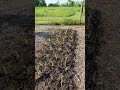 Planting out sweetcorn