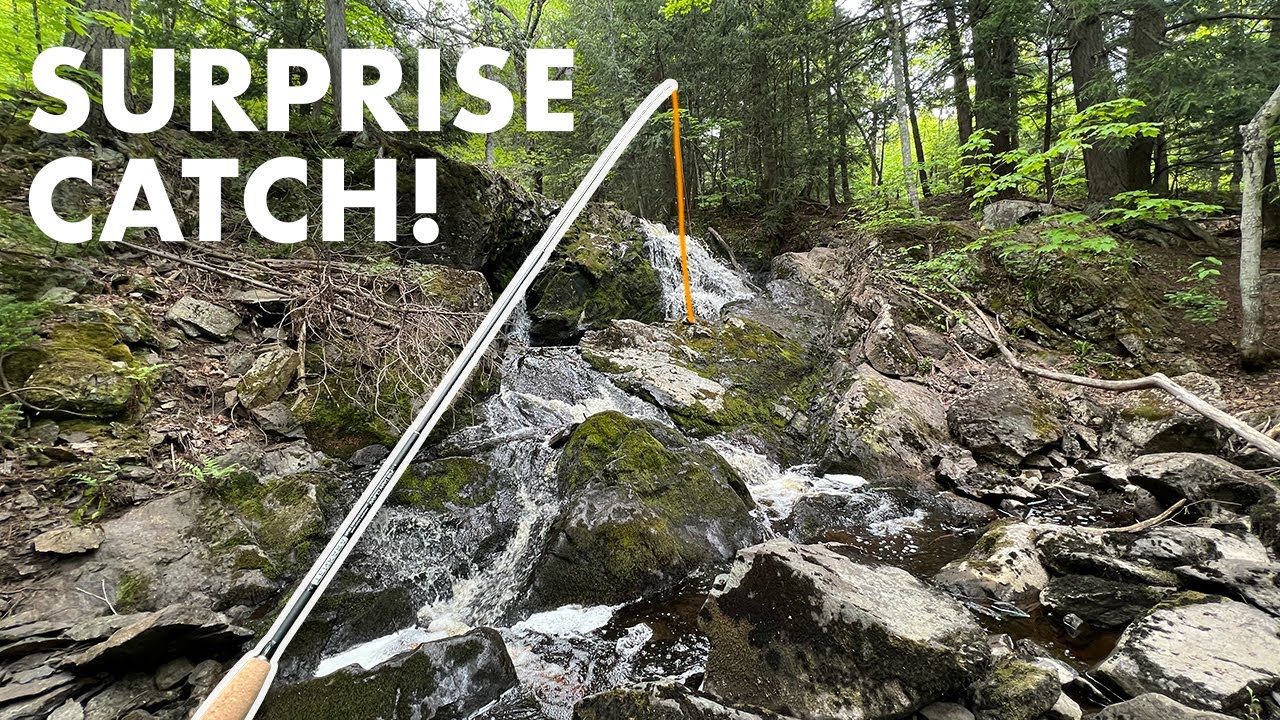 Рыбалка в ручье Тини-Крик в Мичигане — неожиданный улов! (Рыбалка нахлыстом тенкара)