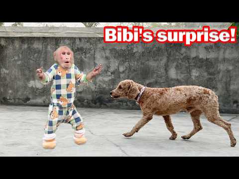 Bibi bursts into