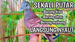 pancingan perkutut lokal gacor full manggung lebih ampuh durasi panjang.