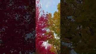 MICROSOFT CAMPUS BLENDED IN RED AND YELLOW FOR OCTOBER 🍁🍂❤️ #fypシ #nature #fall #shorts ❤️🍂🍁