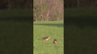#coyote #dog #coyotes #hunting #hunters #huntingdog #animal #outdoors #wildlife #nature