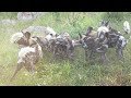 WILD DOGS being RUTHLESSLY EFFICIENT