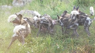 WILD DOGS being RUTHLESSLY EFFICIENT by MalaMala Game Reserve 10,205 views 3 months ago 9 minutes, 55 seconds