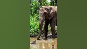 Elephant vs Giant Python #python #ytshort