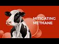 Mitigating Methane Film