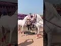 न क र घ ड न चत ह आ Pls Subscribe Viral Viralshort Cow न क र घ ड न चत ह आ Pls Subscribe Viral Viralshort Cow