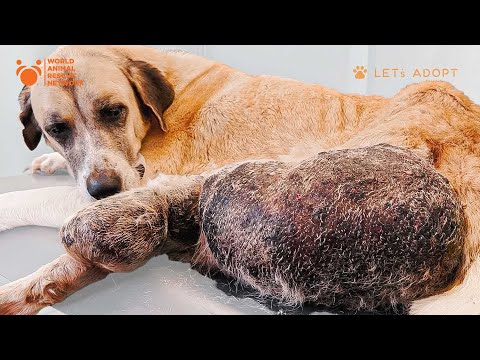 Video: Šokujúci objav: Viac ako 130 psov zachránených z nemysliteľného zanedbávania