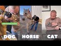 A satisfying compilation of animal chiropractic adjustments  asmr sounds of breaking  stretching