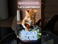 ココが回鍋肉をつくるよ〜♪ #猫#ai猫#料理#cat#catlovers #aicat #capcut#klingai#pixabay