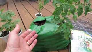 Grow Small Determinate Tomatoes in Small Containers and Coco Coir Grow Bags - The Rusted Garden 2013
