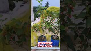 তুর্কি মালবেরি সেরা একটি জাত! 😱 #mulberry #farming #roftop #garden #bangladesh