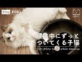 猫と暮らす家の掃除ルーティン【暮らしVlog #08】