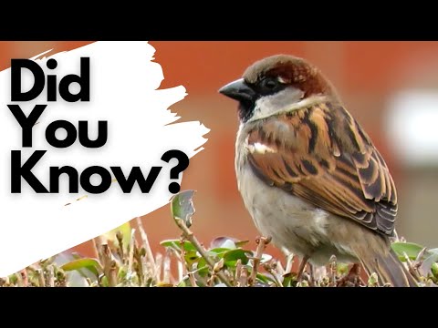 Video: How Sparrows Live