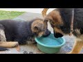 Puppy Love with German Shepherds (3 months of bliss enjoying 7 puppies)