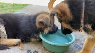 Puppy Love with German Shepherds (3 months of bliss enjoying 7 puppies)