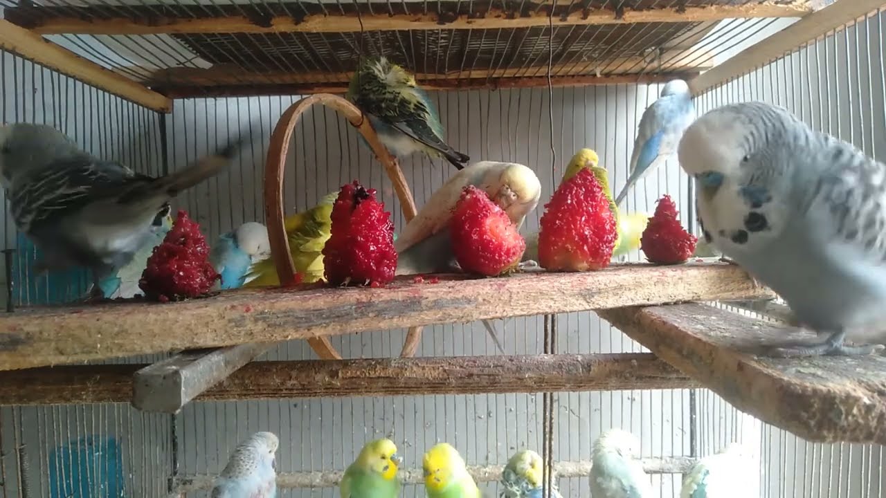 🥦ブロッコリー vs にんじん｜選んだのはまさかの…