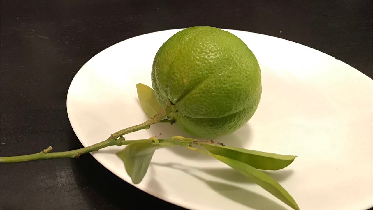 Citrus Washington Navel, cutting open my fallen fruit to see how thick ...