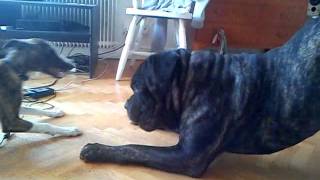 Cane corso and whippet puppy playing by nickelojden 4,319 views 12 years ago 2 minutes, 5 seconds