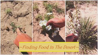 Food Foraging On The Desert