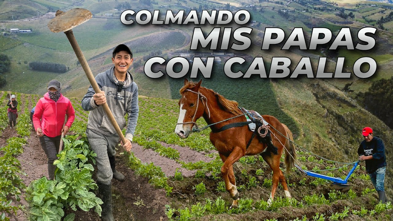 ABONANDO Y COLMANDO MIS PAPAS (En Minga) | Edii Luu 