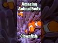 Discovering Clownfish Facts! 🐠🌊 #MarineLife #UnderwaterWorld