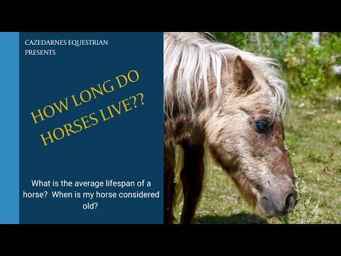 Video: How Long Do Horses Live