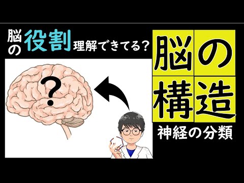 脳の構造と神経系