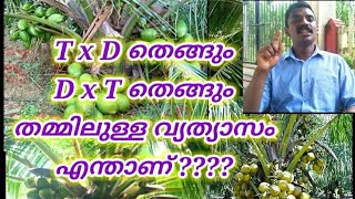 #T x D തെങ്ങും D x T തെങ്ങും തമ്മിലുള്ള വ്യത്യാസം എന്താണ്?? /Difference b/w T X D and D X T  ???#