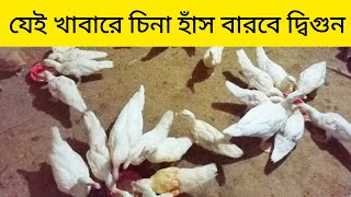 যেই খাবার গুলো খাওয়ালে চিনা হাঁস বারবে দ্বিগুন এবং খুব দ্রুত বৃদ্ধি পাবে।