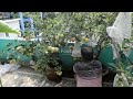 Apple in Rooftop Garden - 05/15/2026
