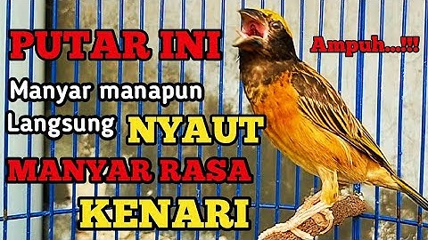 Thumbnail of MANYAR GACOR NGEROL PALING AMPUH BUAT MASTERAN DAN PANCINGAN MANYAR JENIS APAPUN