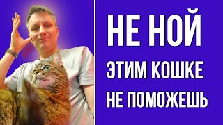 Что Скрывает Лень Владельца Кошки