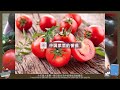 科普学堂20201024期—中国菜里的番茄