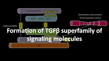Formation of TGF beta superfamily of signaling molecules